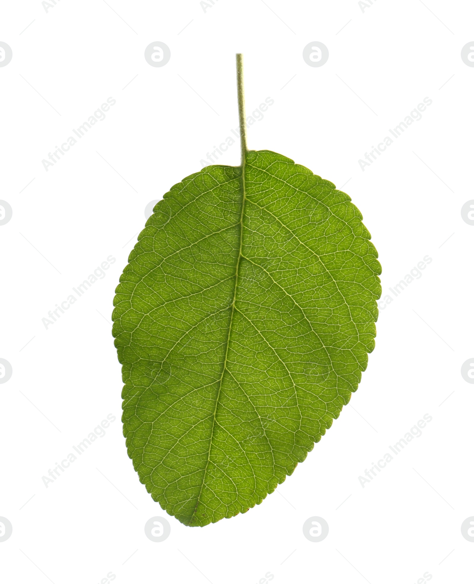 Photo of Green leaf of apple tree isolated on white