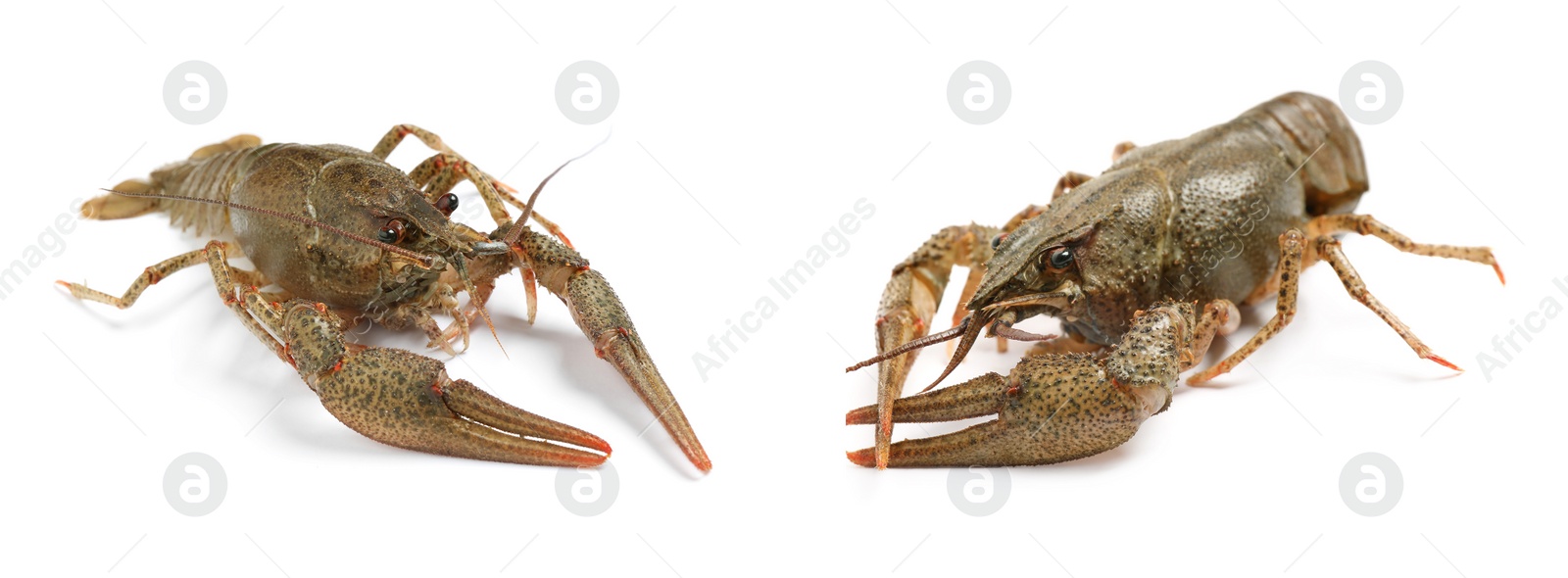 Image of Two fresh crayfishes on white background. Seafood