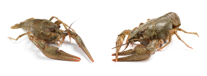 Image of Two fresh crayfishes on white background. Seafood