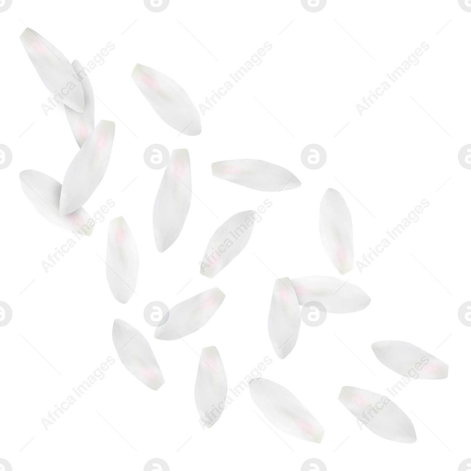 Image of Lotus flower petals falling on white background