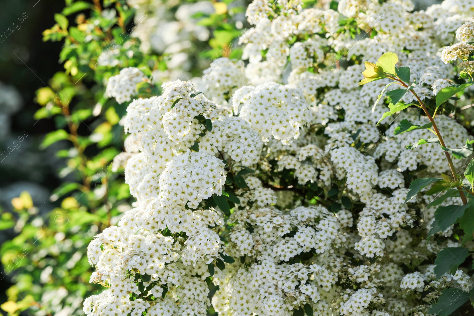 Photo of Beautiful spiraea shrub with white blossom on sunny day