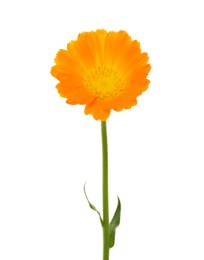 Photo of Beautiful blooming calendula flower isolated on white