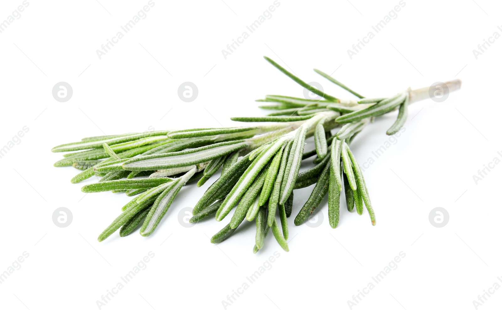 Photo of Fresh green rosemary twig on white background