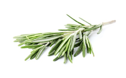 Photo of Fresh green rosemary twig on white background