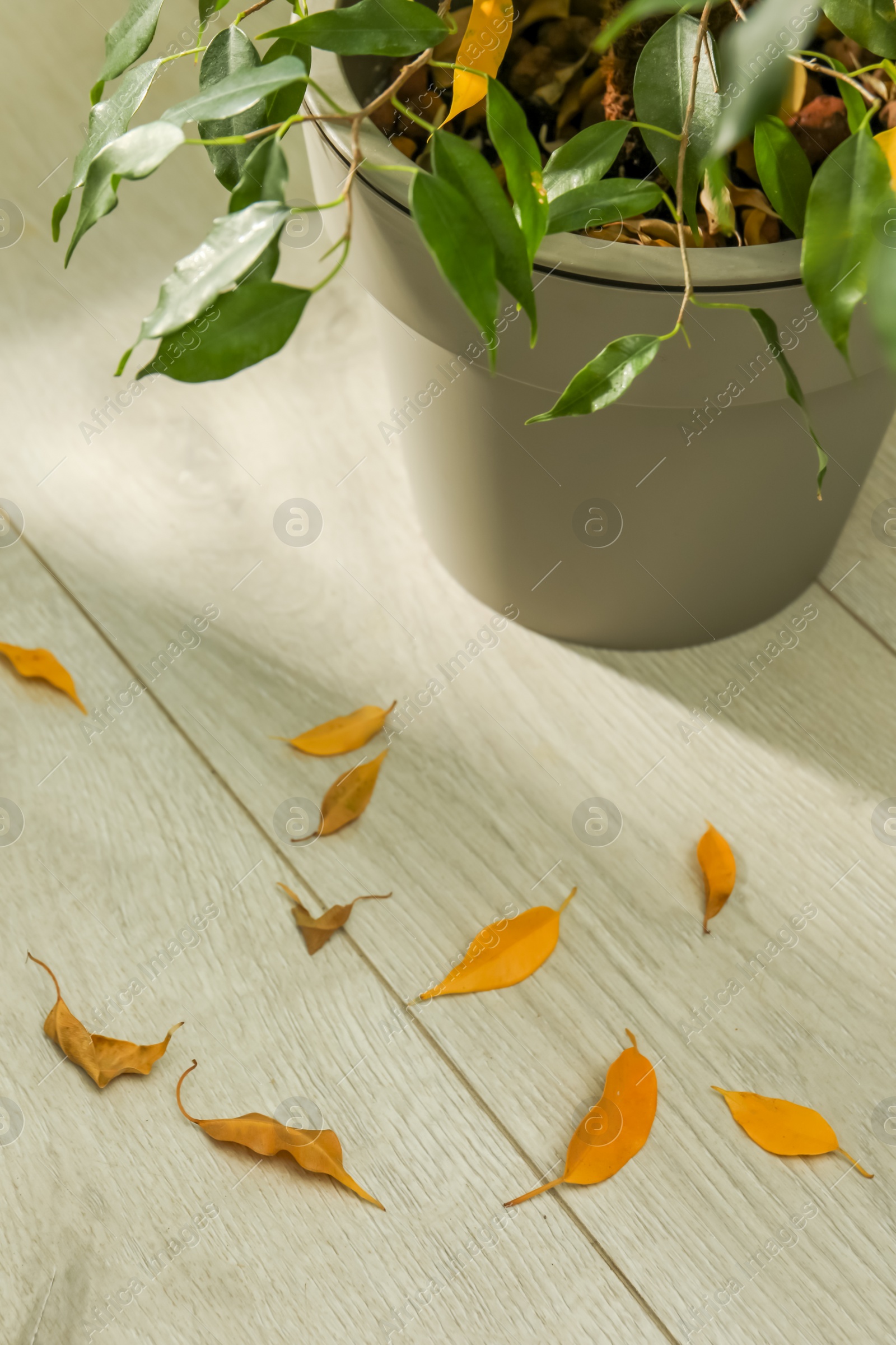 Photo of Fallen yellow leaves on floor near houseplant indoors