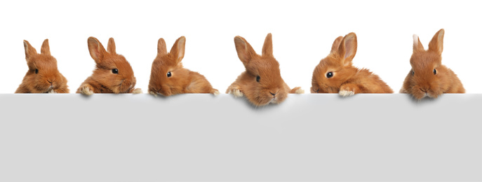 Collage with adorable fluffy bunnies on white background