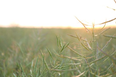 Field with green grass in evening, closeup