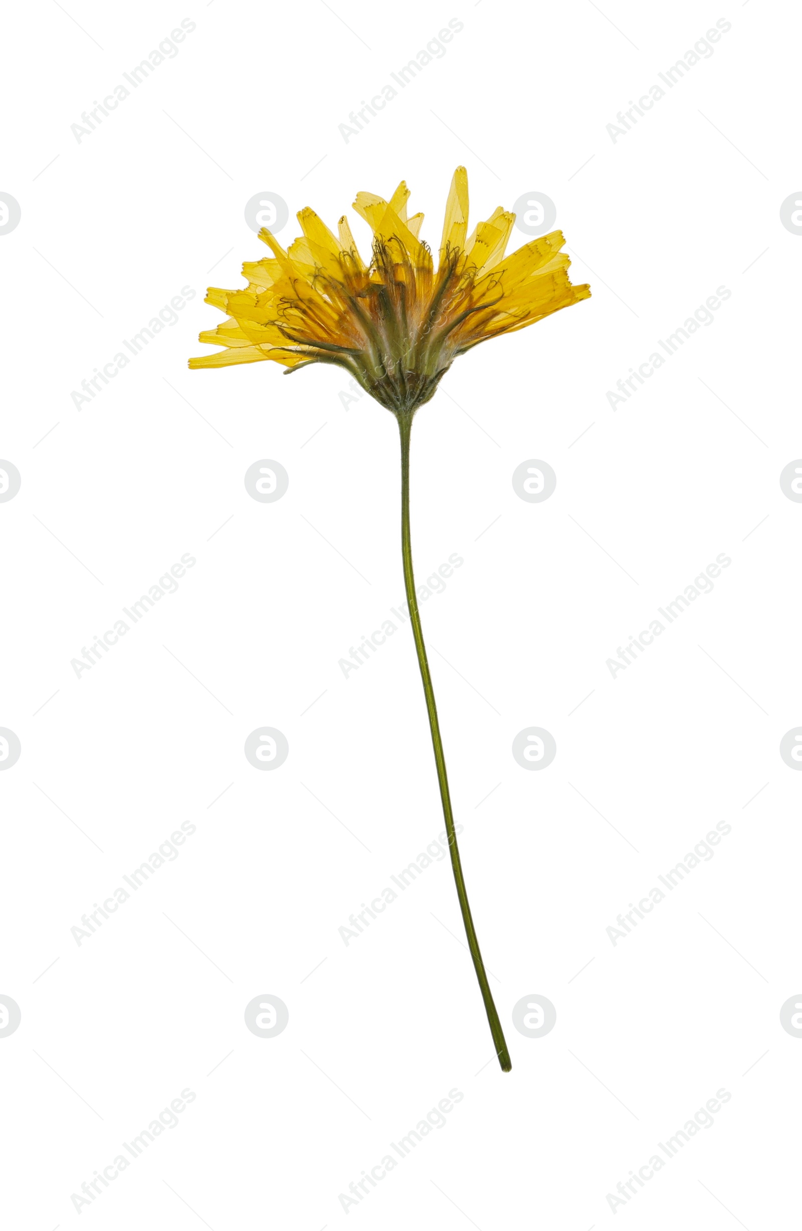 Photo of Wild dried meadow flower on white background
