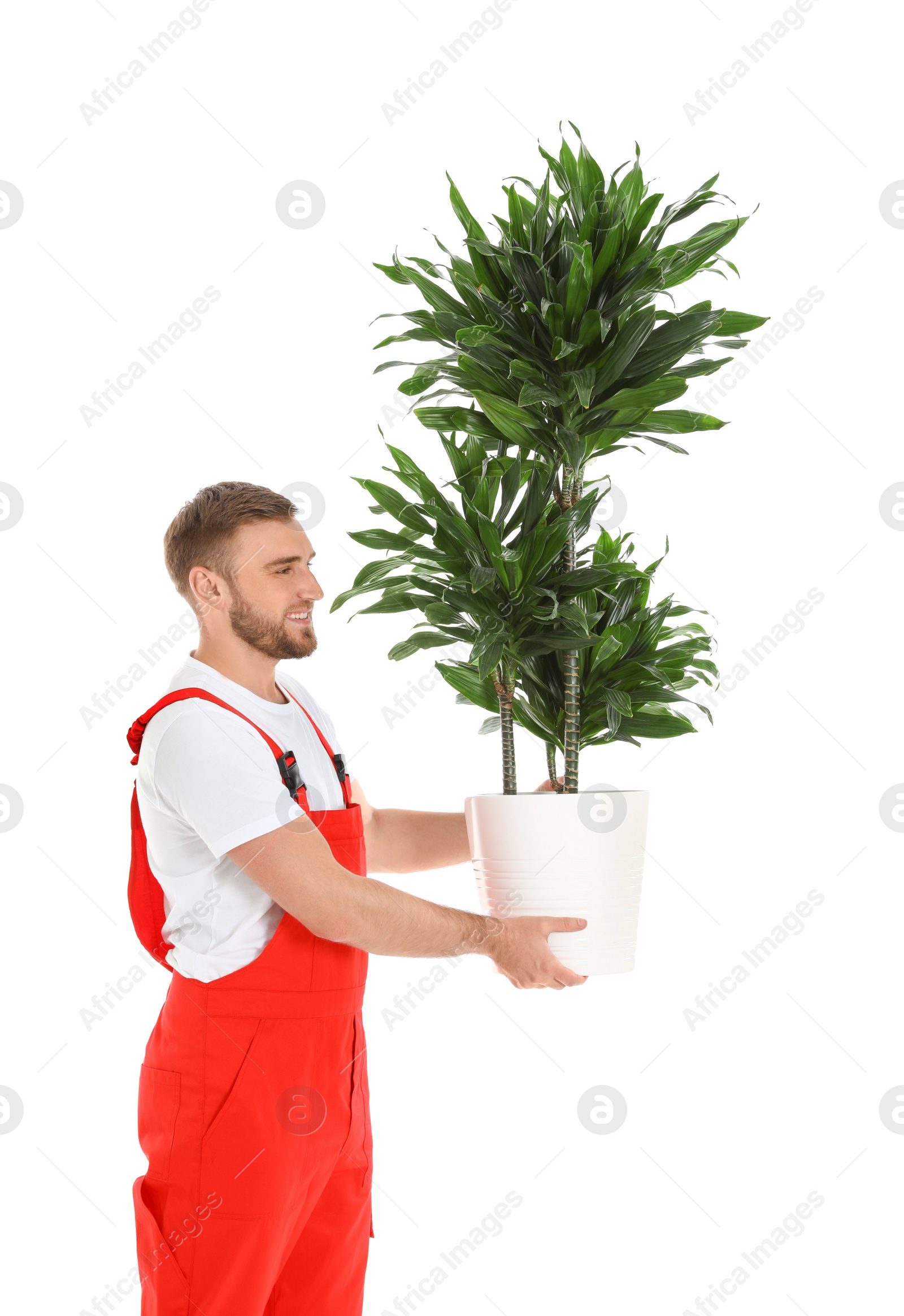 Photo of Young worker carrying potted plant isolated on white. Moving service