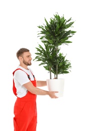 Young worker carrying potted plant isolated on white. Moving service