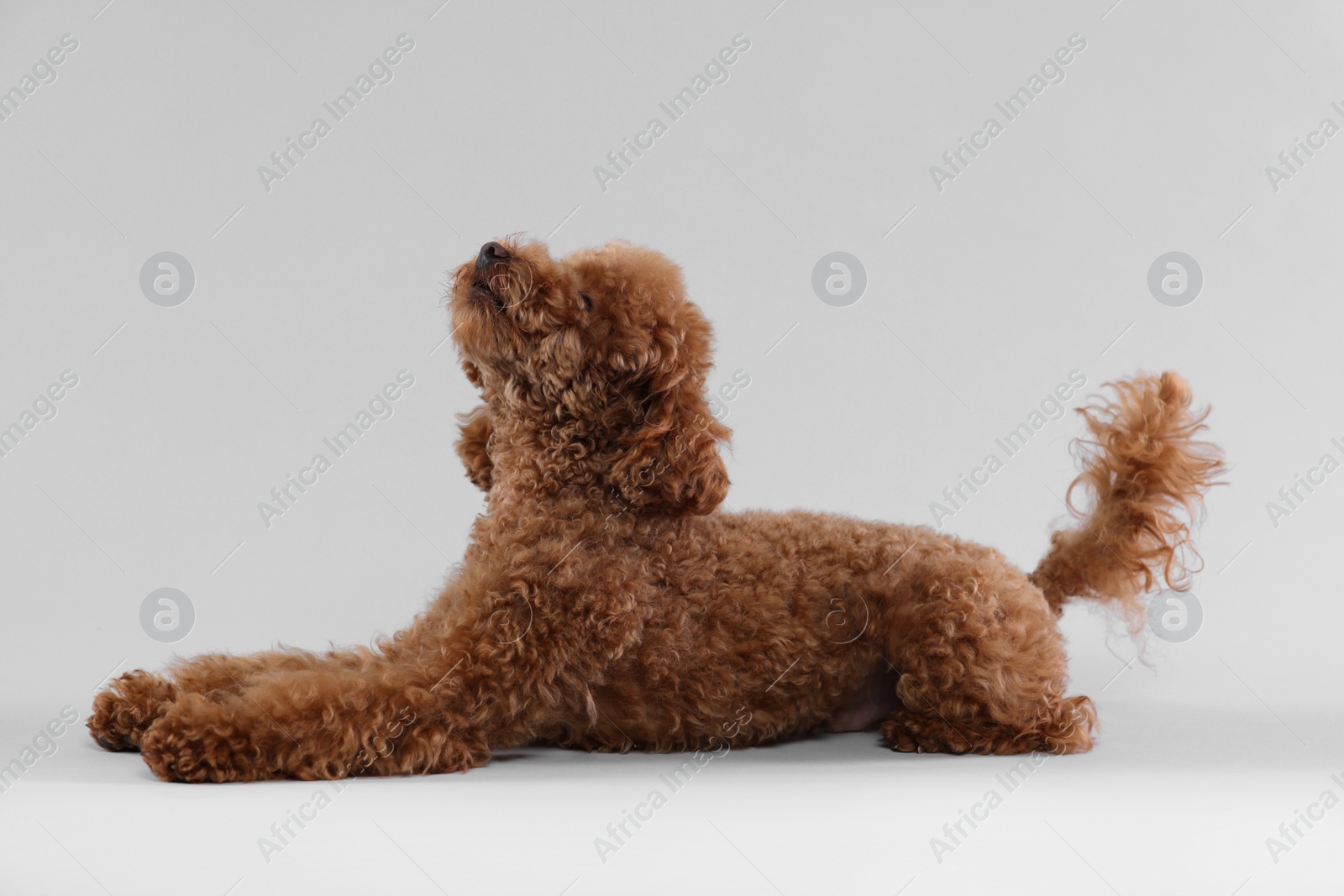 Photo of Cute Maltipoo dog on light grey background. Lovely pet