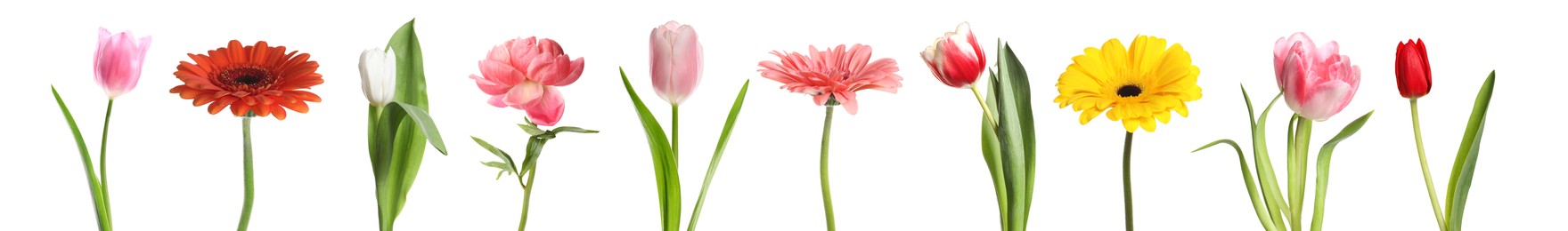 Image of Different beautiful flowers isolated on white, set