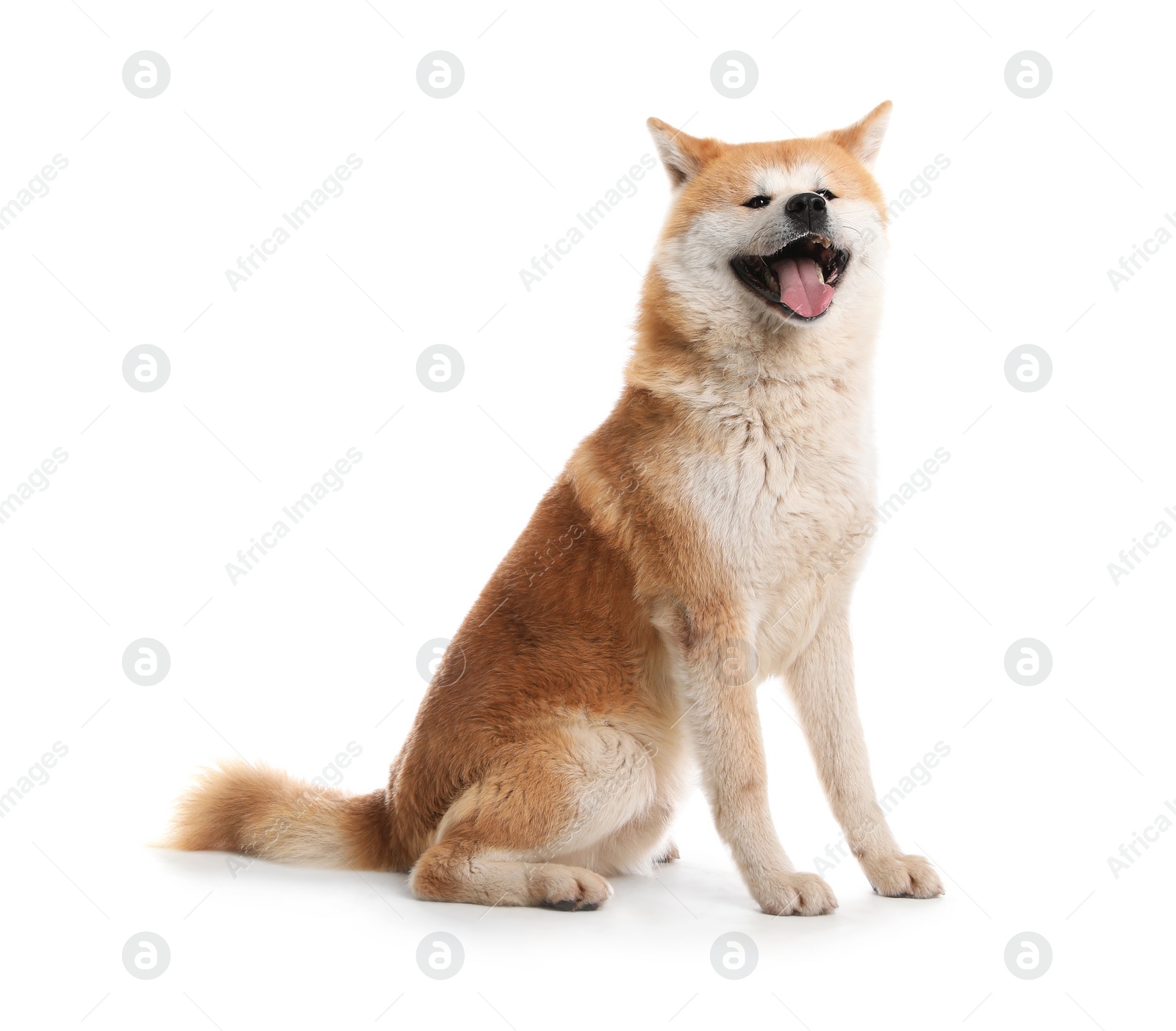 Photo of Cute Akita Inu dog isolated on white