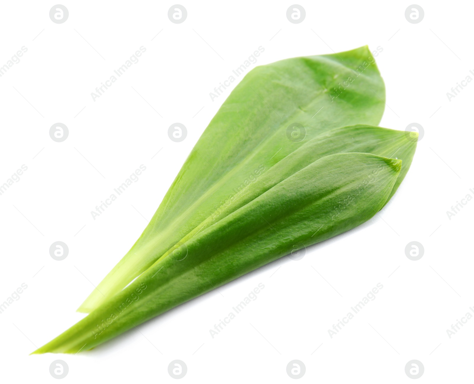 Photo of Leaves of wild garlic or ramson isolated on white