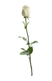 Photo of Beautiful fresh rose on white background. Perfect gift