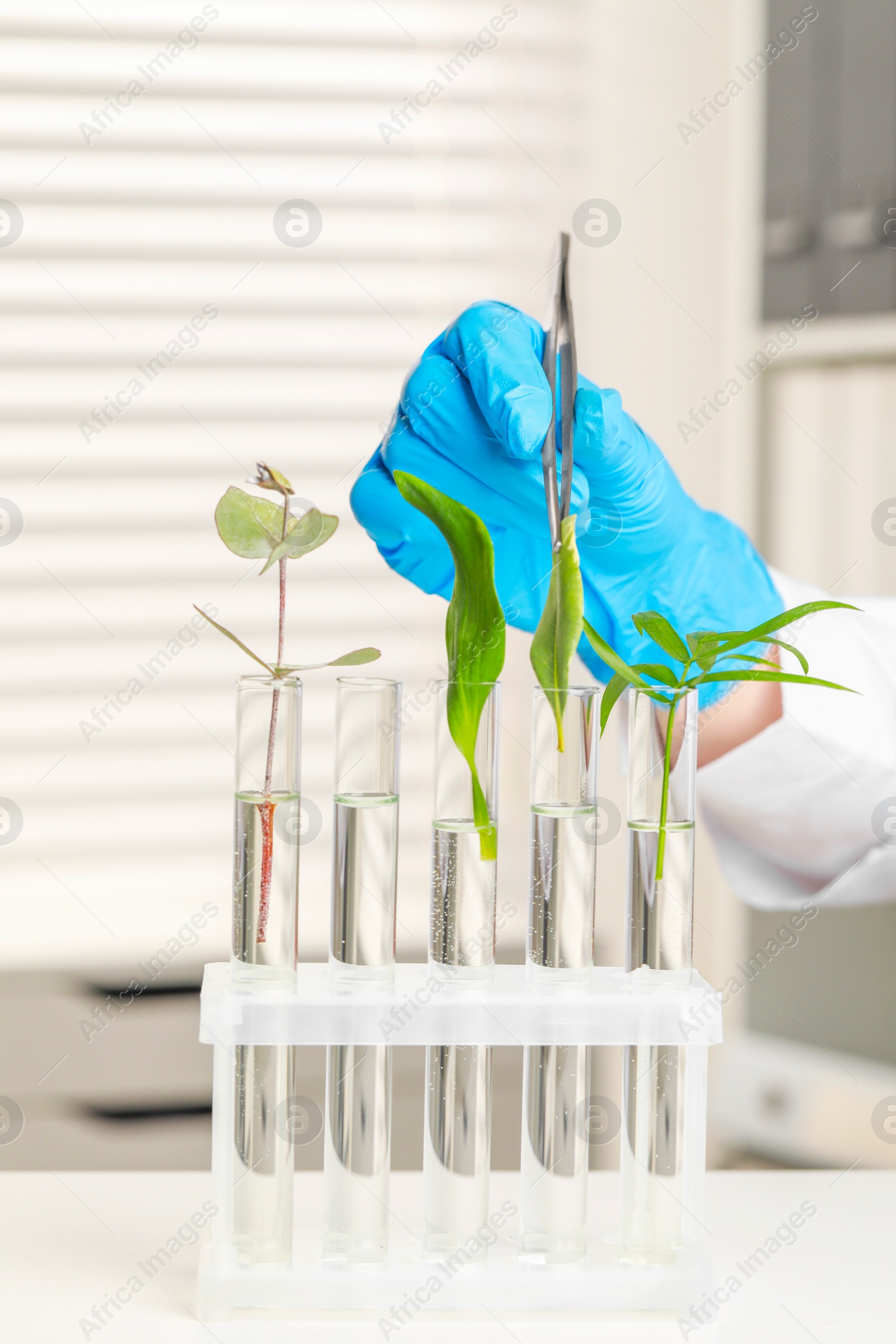 Photo of Scientist putting plant into test tube at white table in laboratory, closeup