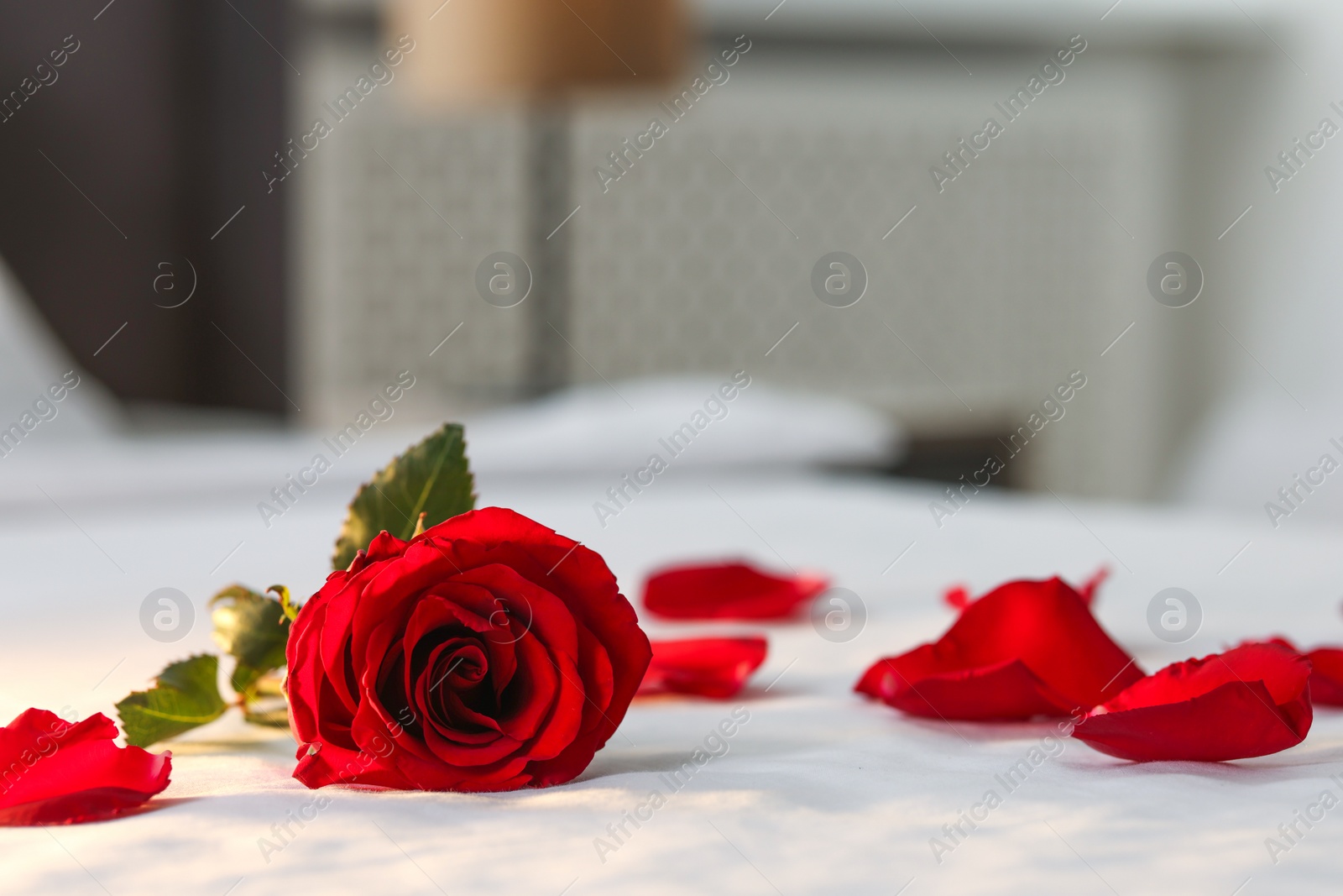 Photo of Honeymoon. Beautiful rose flower and petals on bed in room, closeup