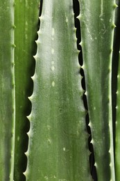 Photo of Green aloe vera leaves as background, top view