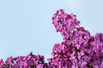 Closeup view of beautiful lilac flowers on light blue background, space for text