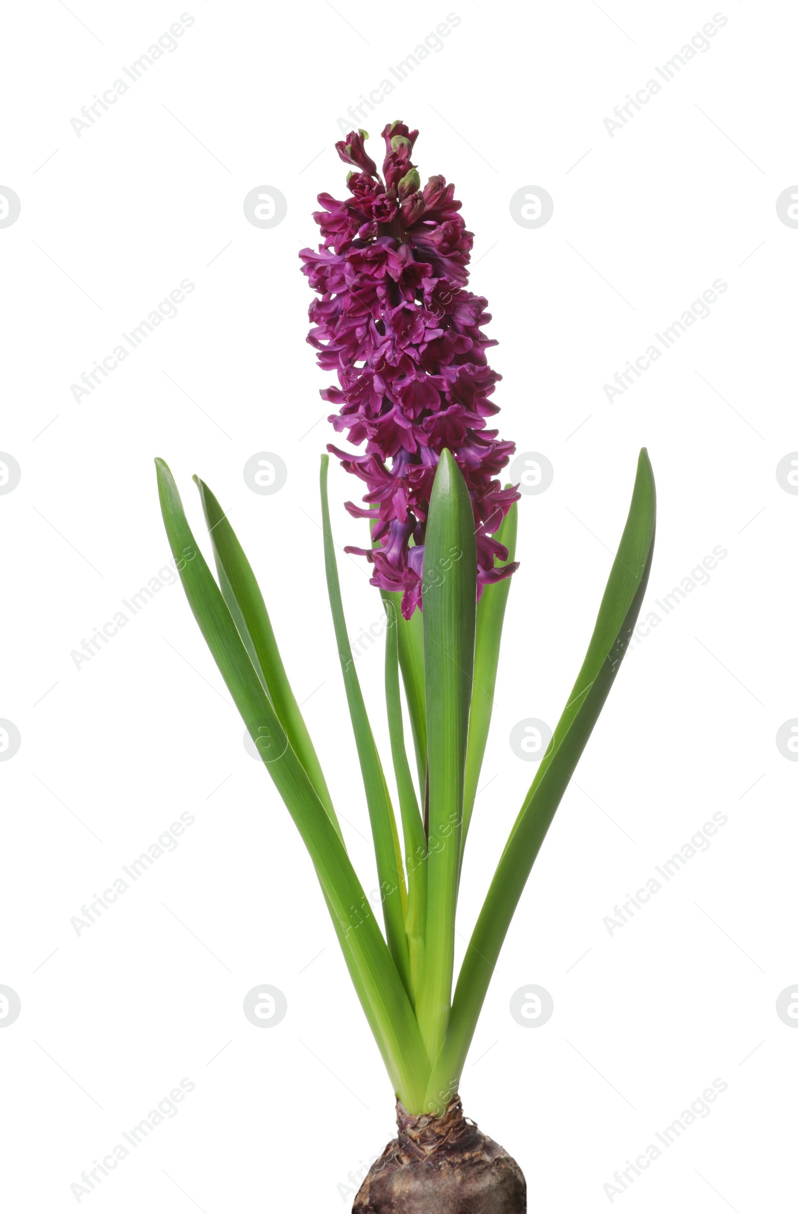 Photo of Beautiful spring hyacinth flower isolated on white