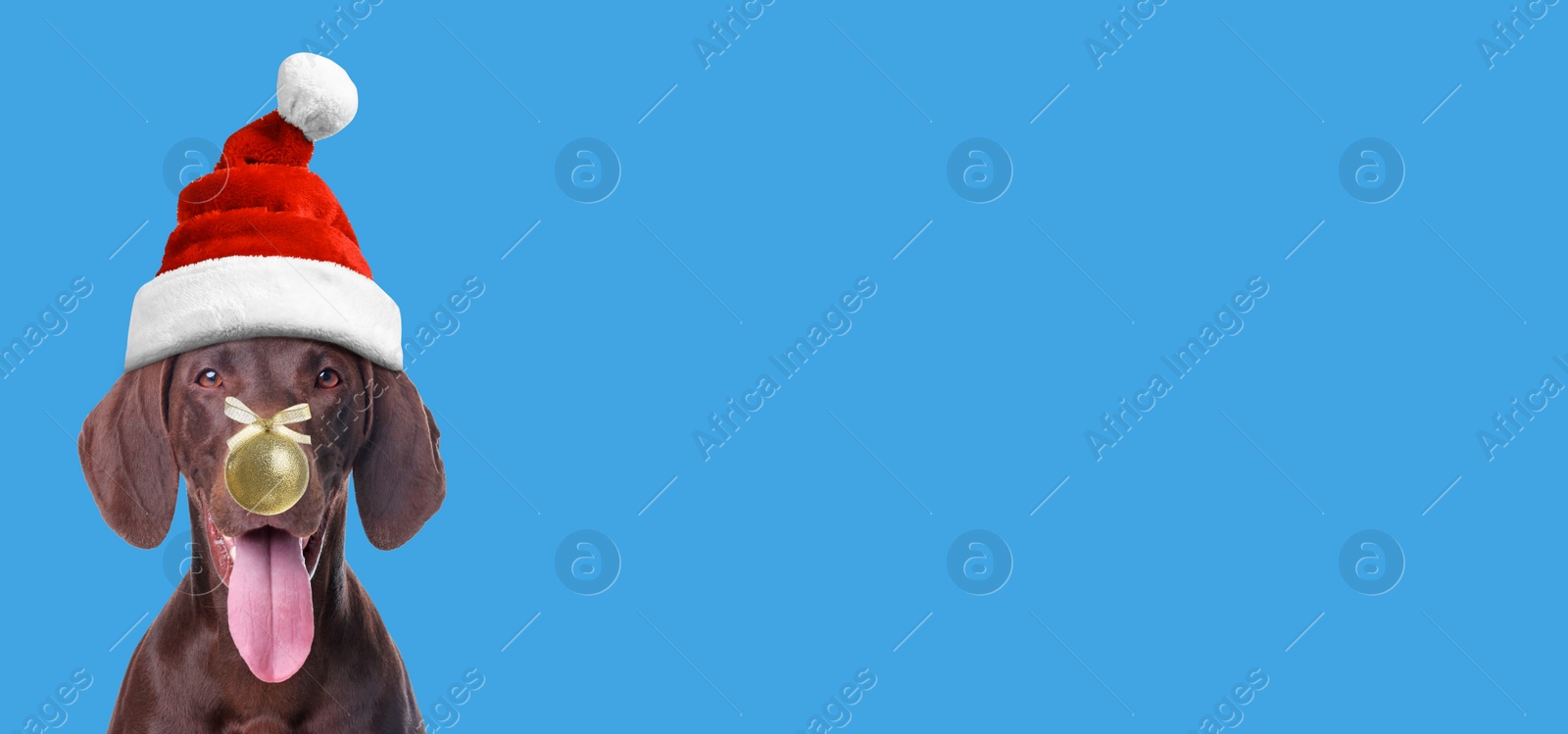 Image of Adorable dog in red Santa hat with golden Christmas ball on light blue background. Banner design with space for text