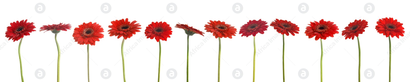 Image of Set of beautiful red gerbera flowers on white background. Banner design