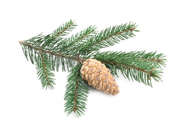 Fir tree branch with pinecones isolated on white