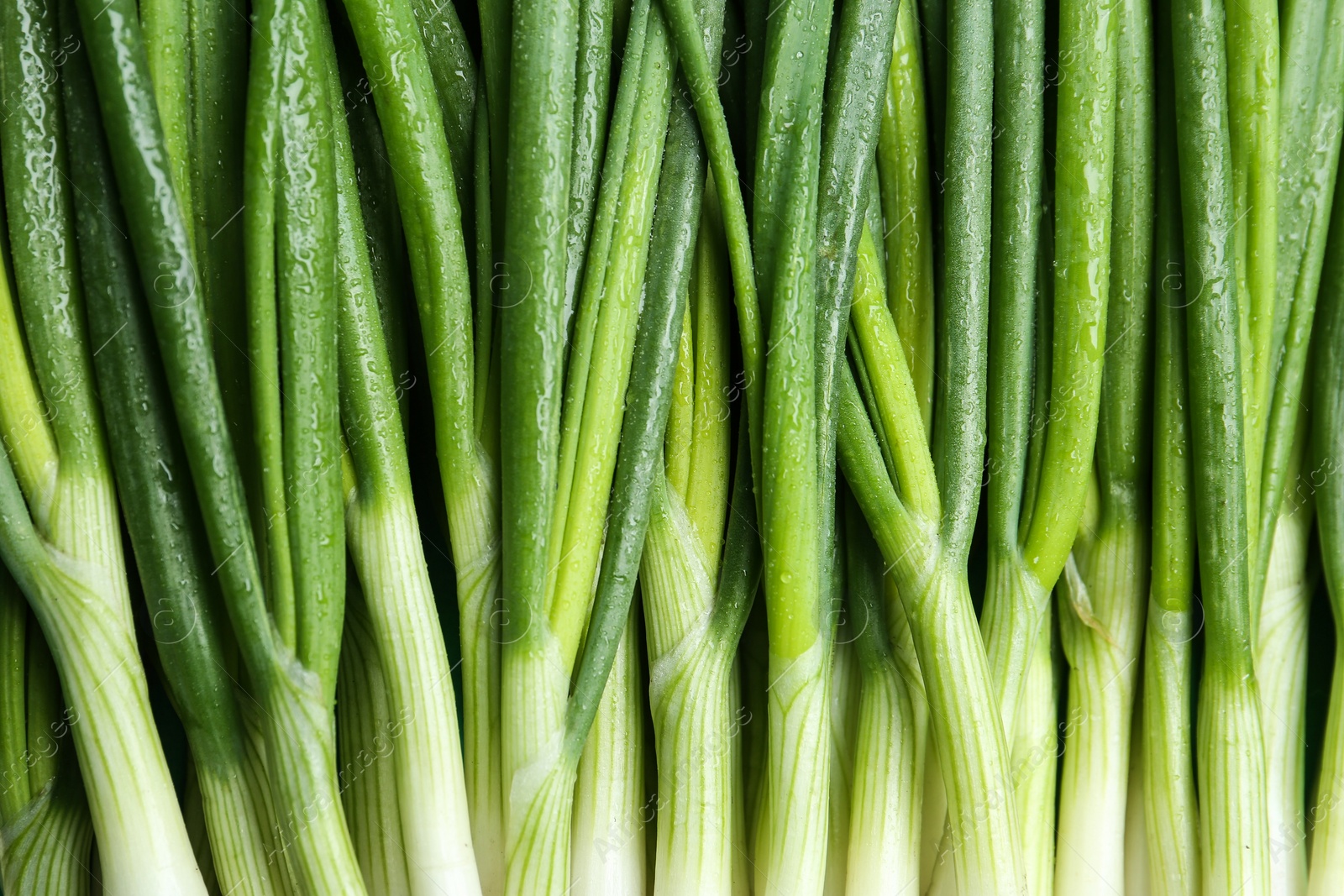 Photo of Fresh green spring onions as background, top view