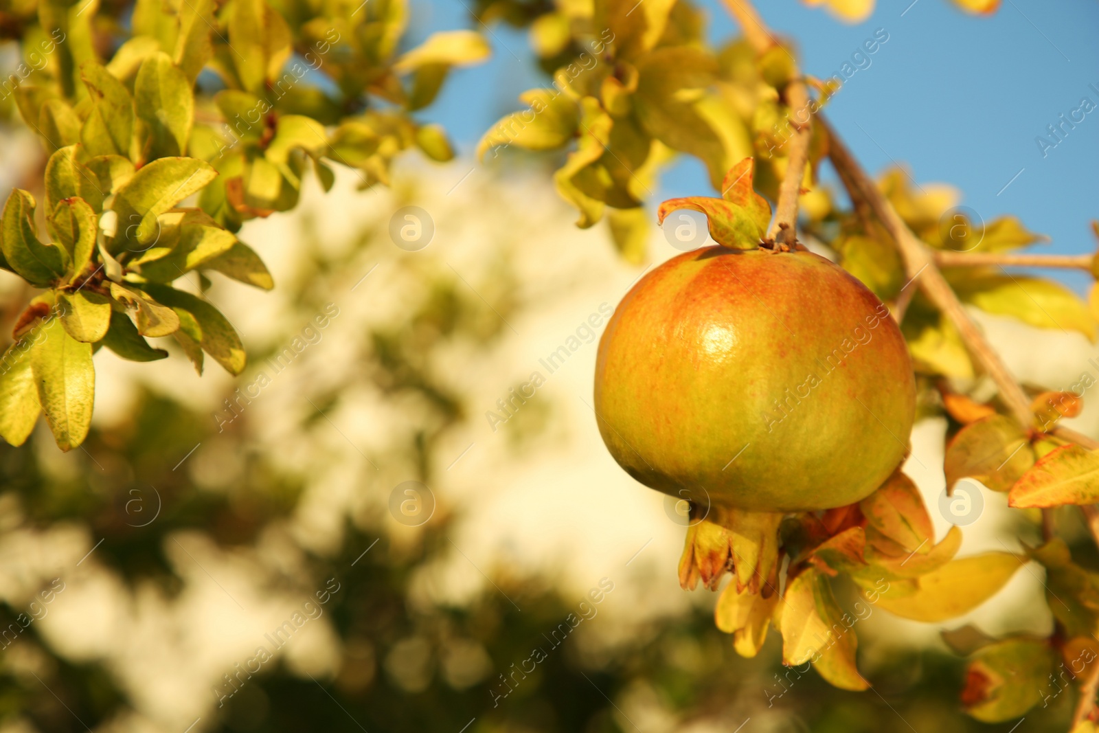 Photo of Pomegranate tree with ripening fruit outdoors on sunny day, closeup