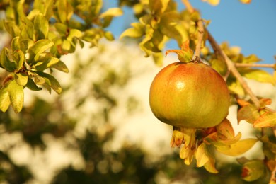 Pomegranate tree with ripening fruit outdoors on sunny day, closeup