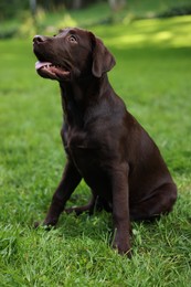 Photo of Adorable Labrador Retriever dog sitting on green grass in park