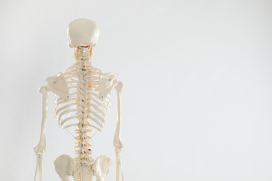 Photo of Artificial human skeleton model on white background, back view. Space for text