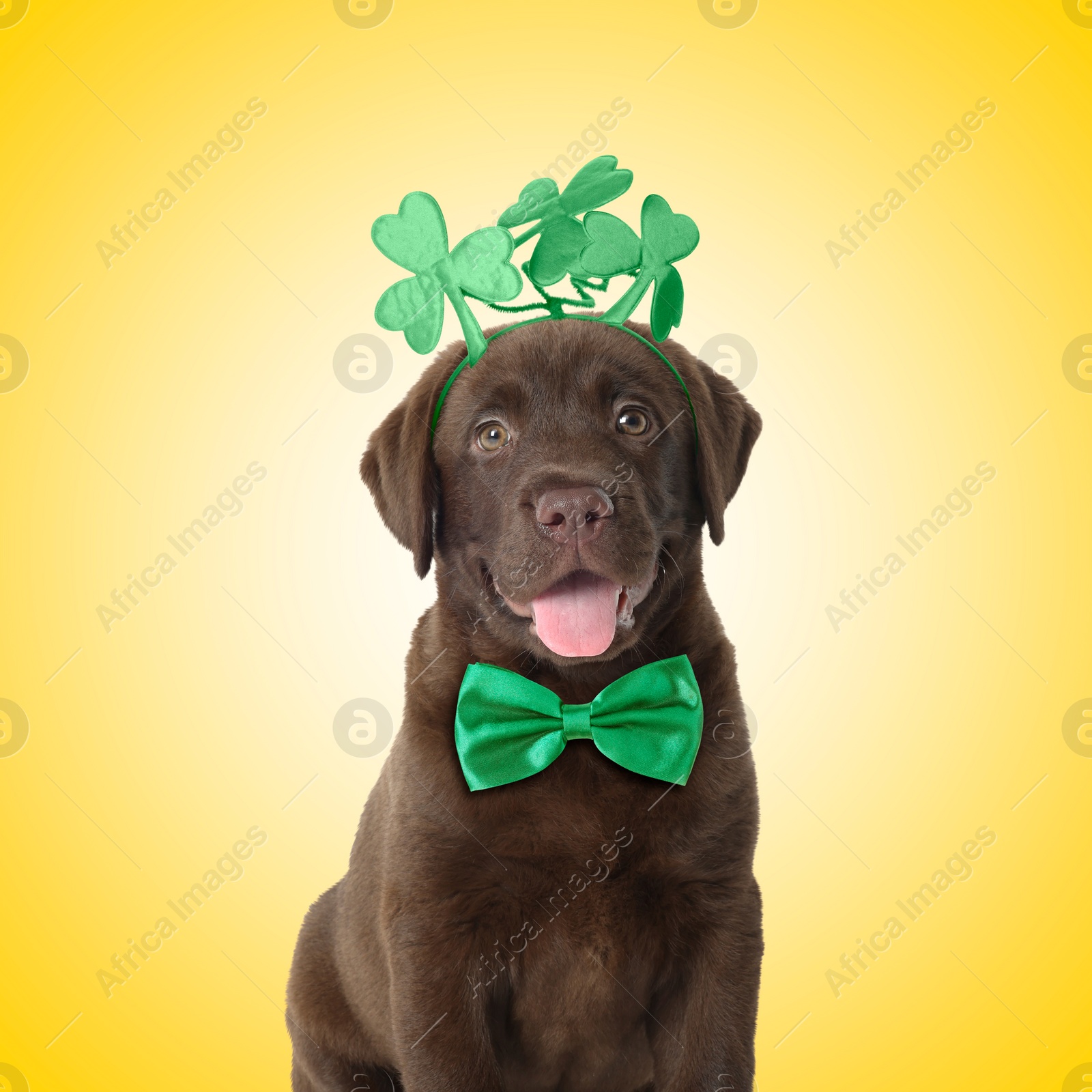 Image of St. Patrick's day celebration. Cute Chocolate Labrador puppy wearing headband with clover leaves and green bow tie on yellow background
