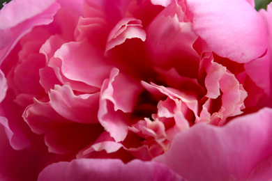 Closeup view of beautiful pink peony flower