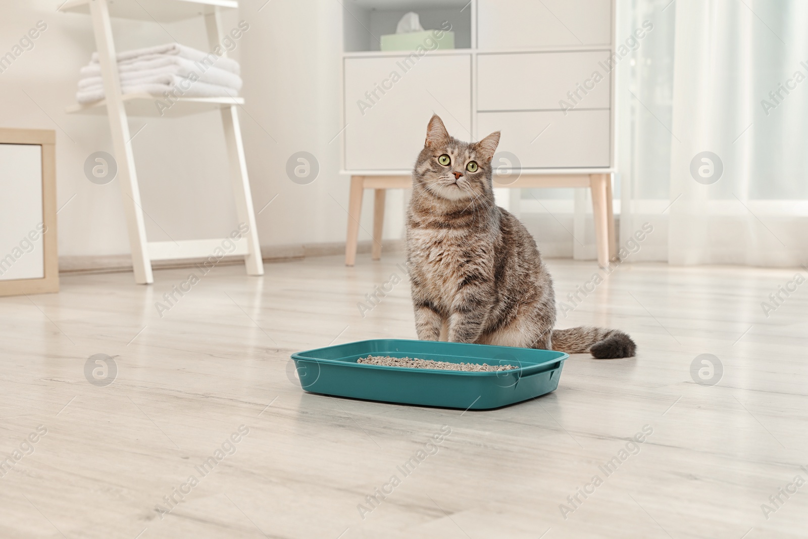 Photo of Adorable grey cat near litter box indoors. Pet care