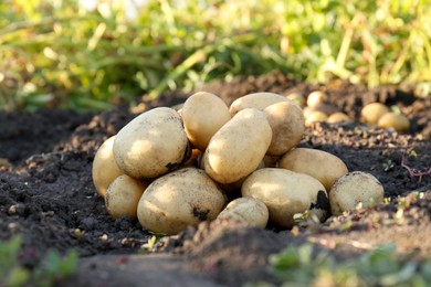 Pile of fresh ripe potatoes on ground outdoors