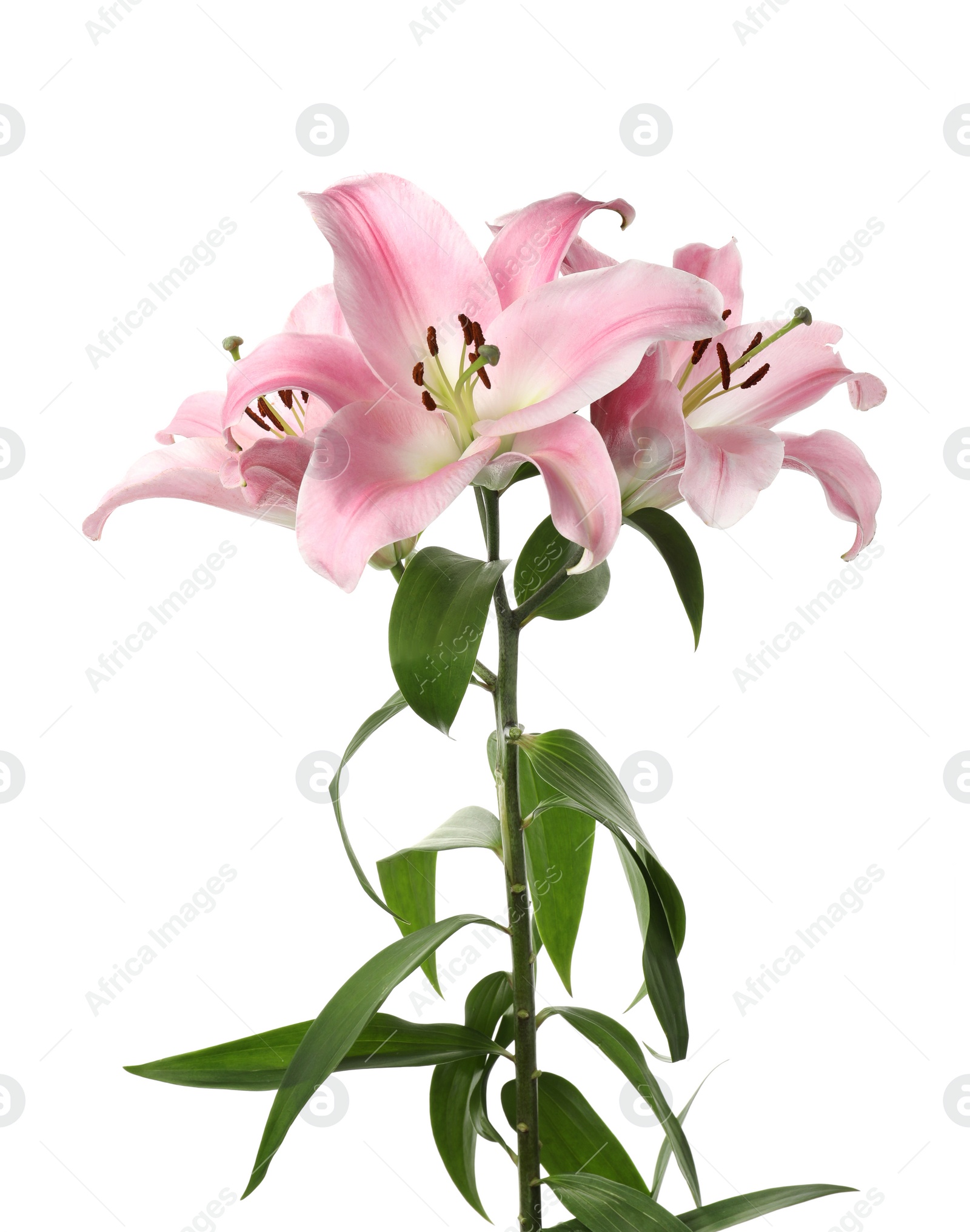 Photo of Beautiful lily plant with pink flowers isolated on white