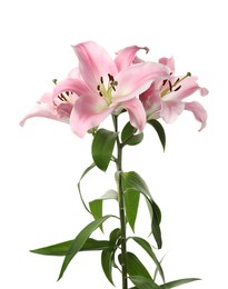 Photo of Beautiful lily plant with pink flowers isolated on white