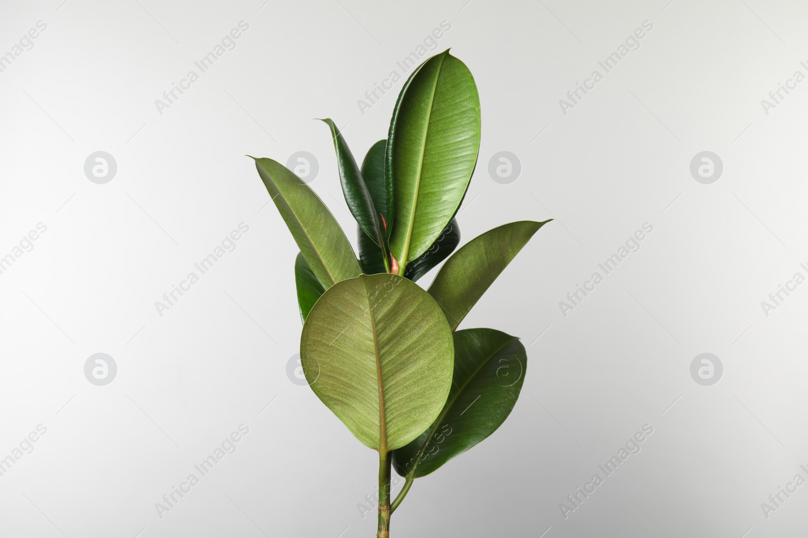 Photo of Beautiful rubber plant on white background. Home decor