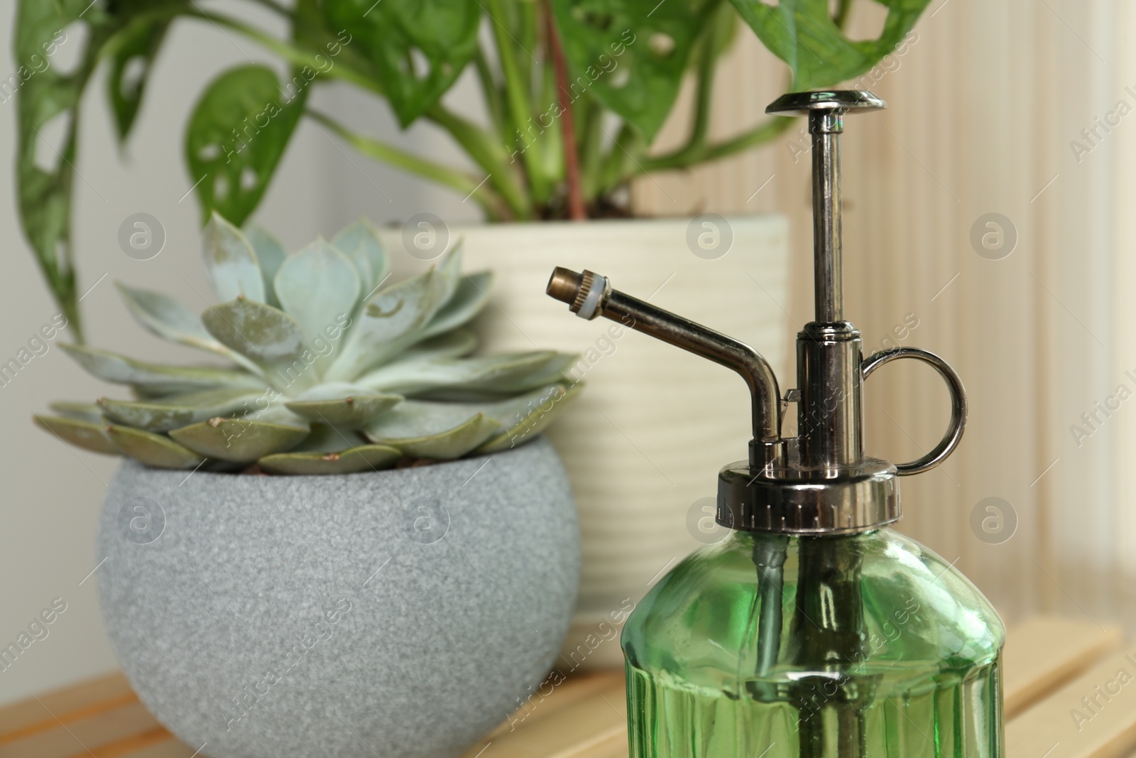 Photo of Mister and potted houseplants on wooden table, closeup