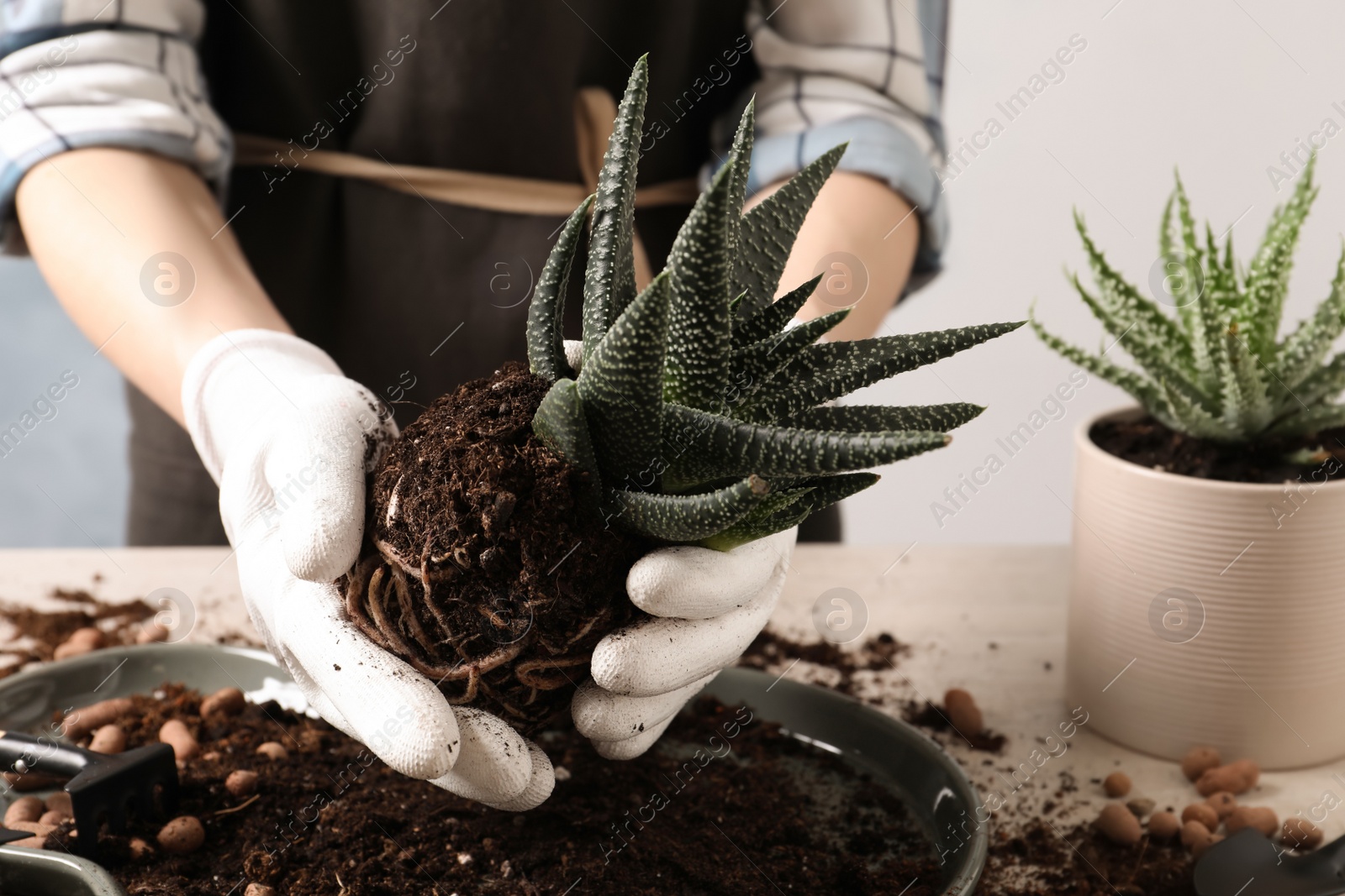 Photo of Woman transplanting Haworthia at table, closeup. House plant care