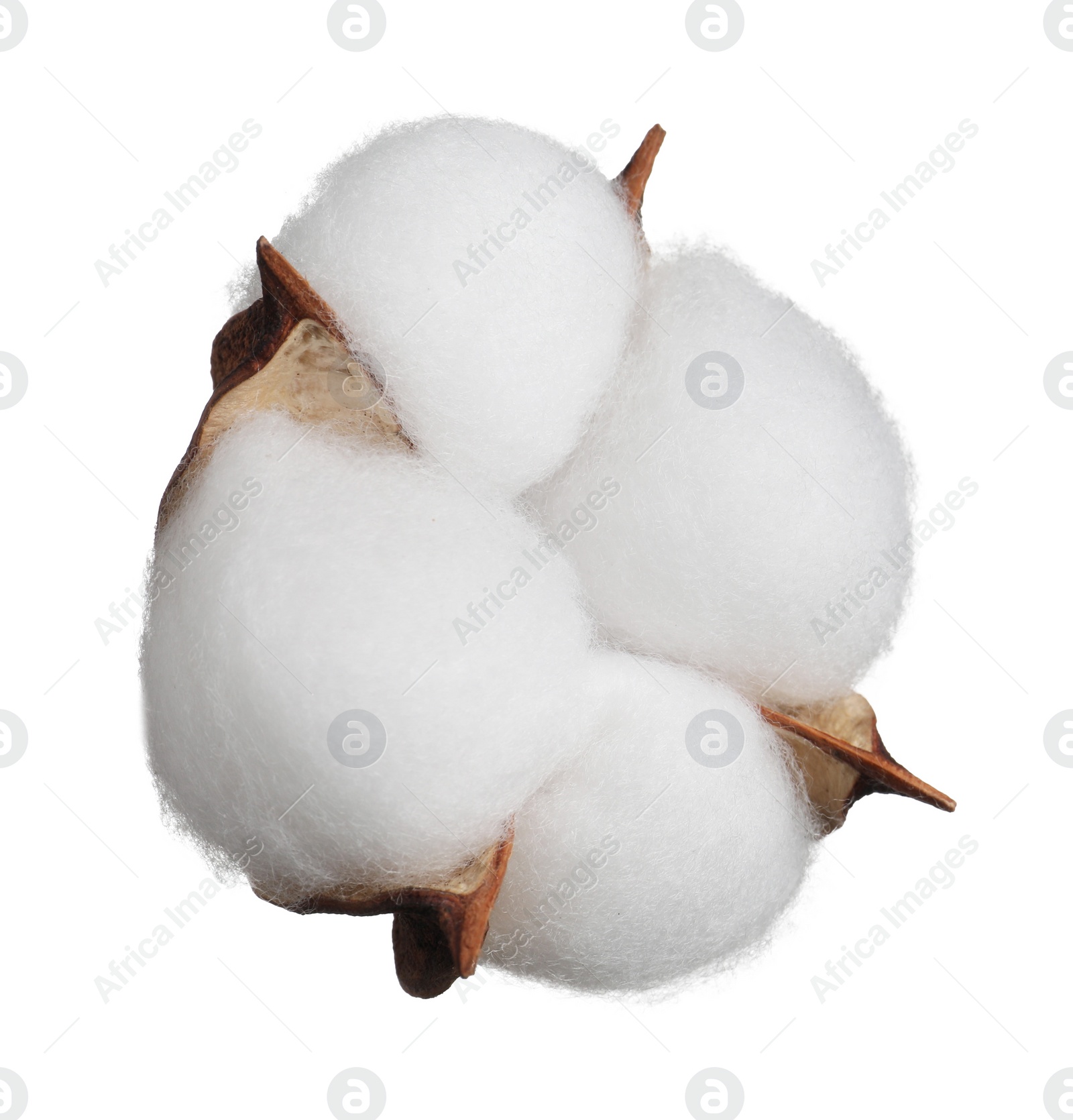 Photo of Beautiful fluffy cotton flower isolated on white