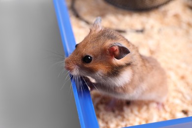 Cute little hamster in tray, closeup view