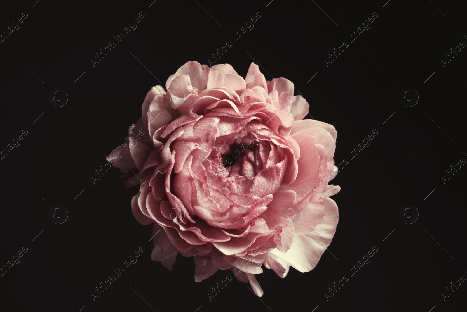 Photo of Beautiful fresh ranunculus on black background. Floral card design with dark vintage effect