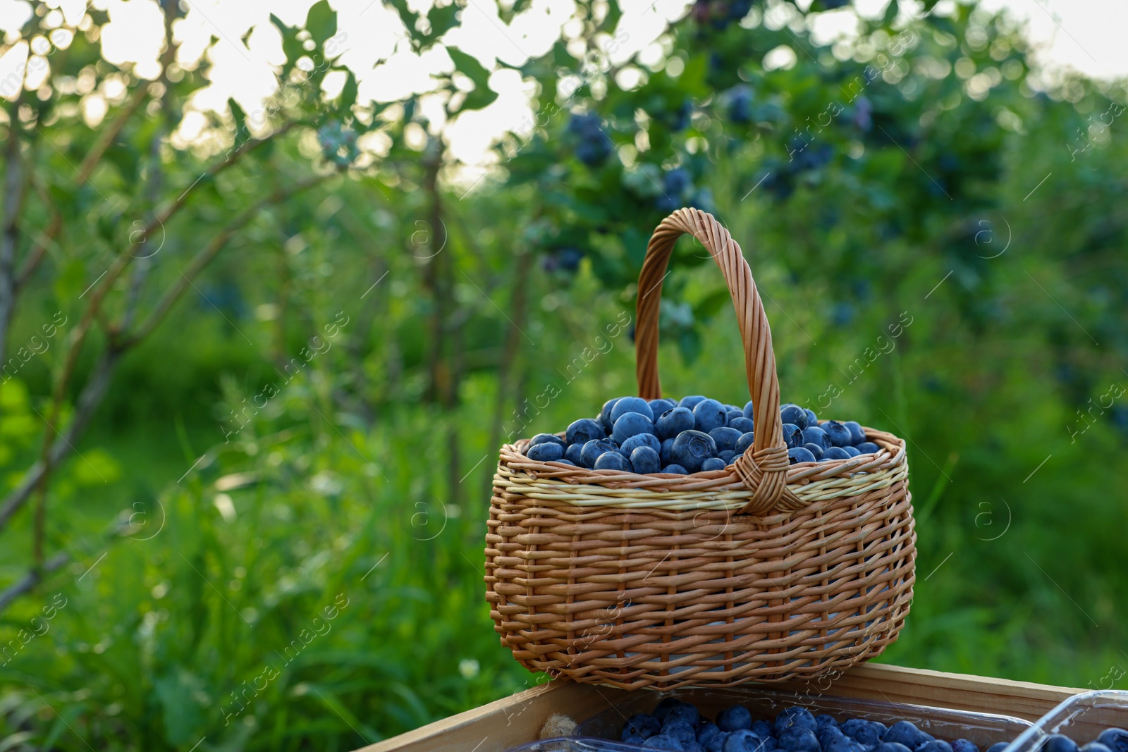 Photo of Tasty ripe blueberries on farm, space for text. Seasonal berries