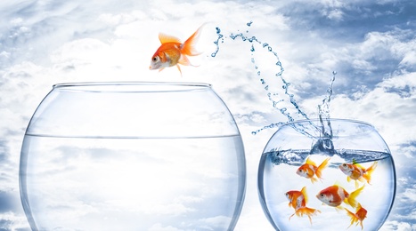 Image of Beautiful goldfish jumping out of water against cloudy sky 