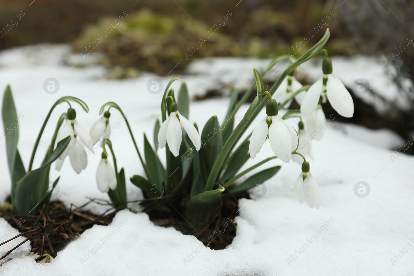 Photo of Beautiful blooming snowdrops growing outdoors. Spring flowers