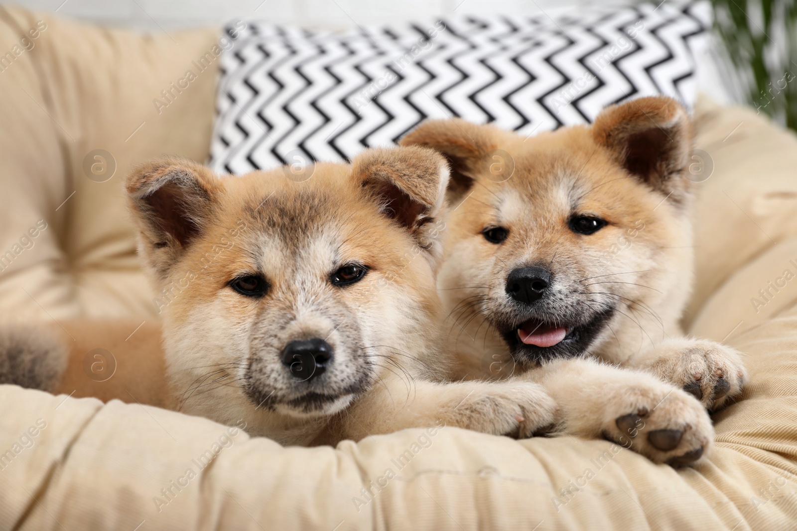 Photo of Adorable Akita Inu puppies in armchair at home