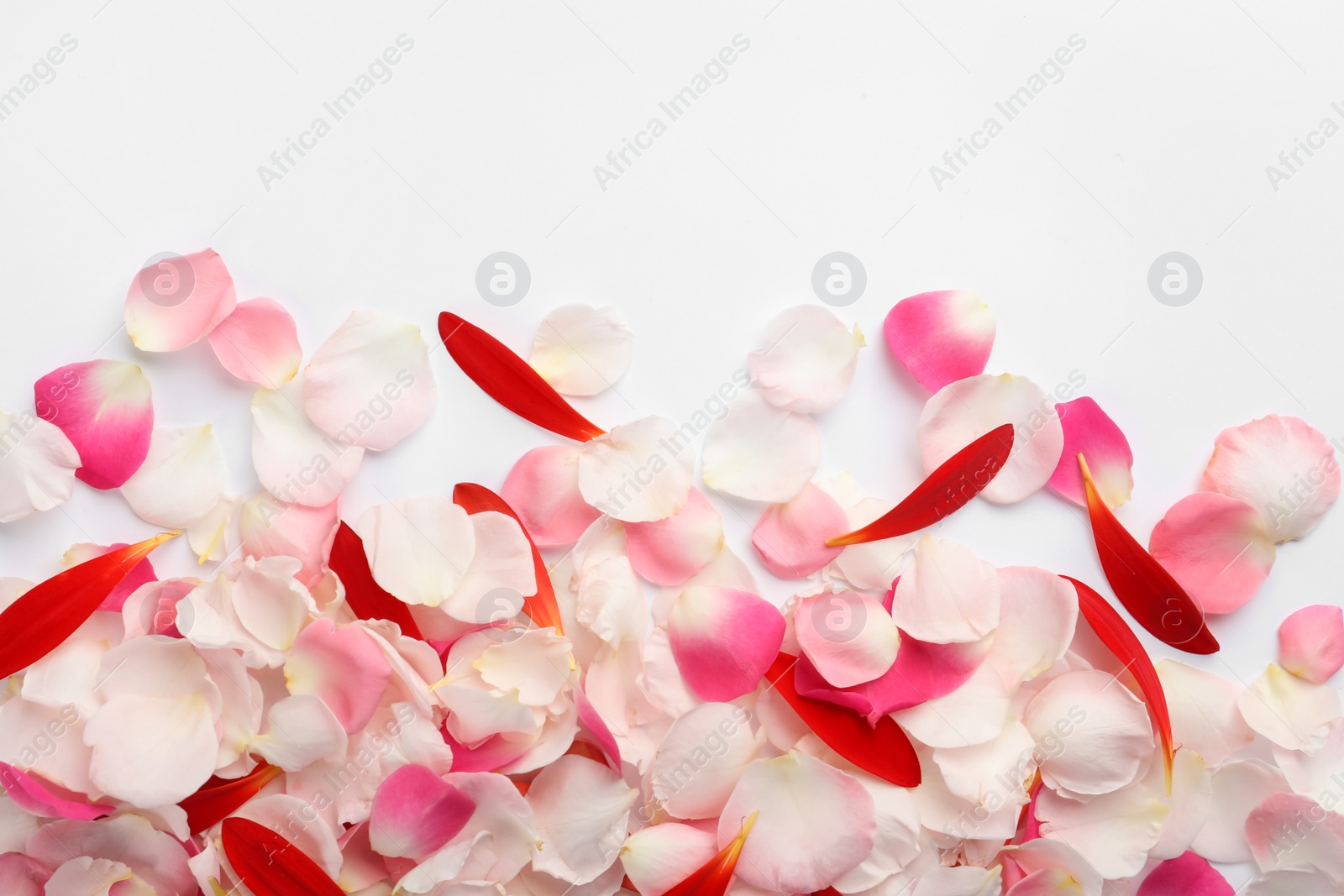 Photo of Beautiful petals on white background, flat lay