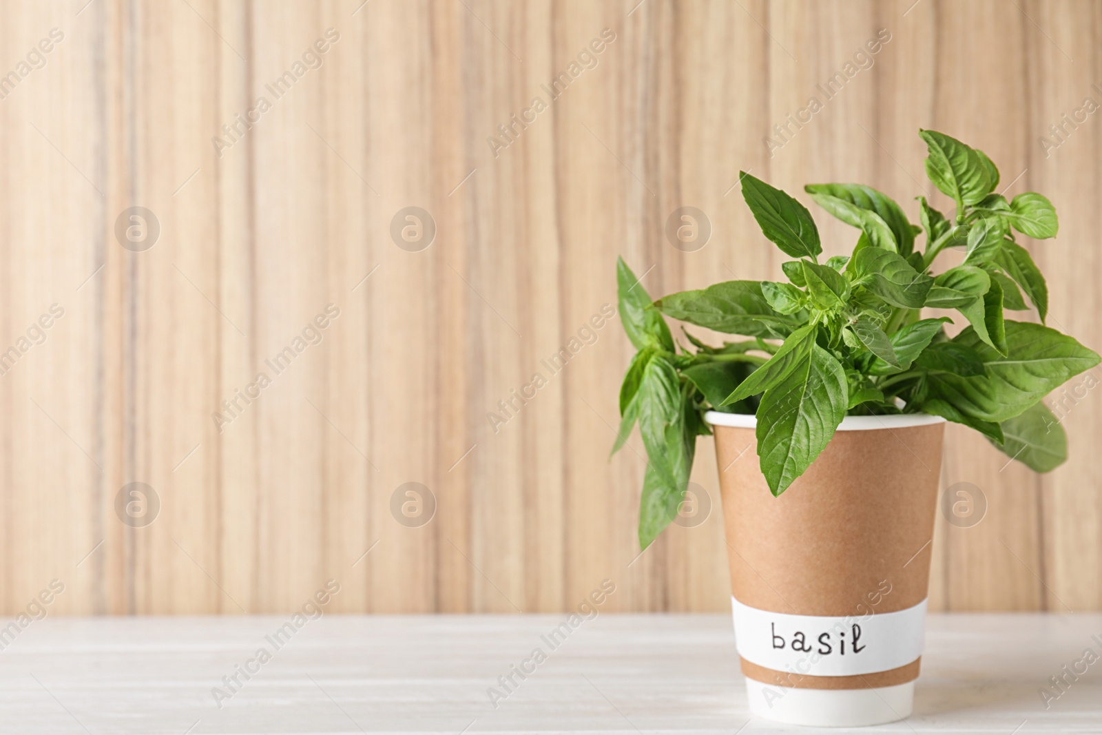 Photo of Seedling of fresh basil in paper cup with name label on white table near wooden wall. Space for text